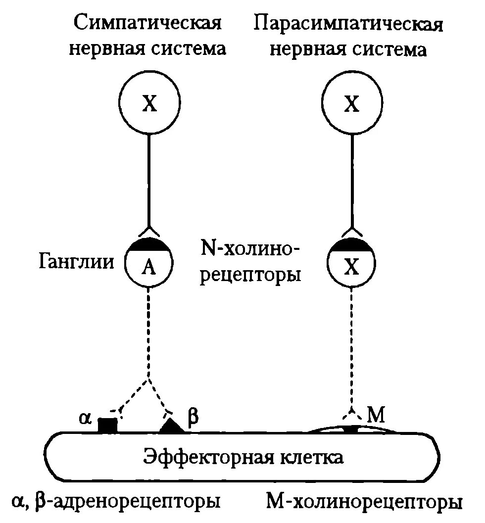 За что отвечает парасимпатическая нервная система. Рецепторы симпатической и парасимпатической нервной системы. рецепторы парасимпатической нервной системы. парасимпатическая система и симпатическая система. парасимпатическая нервная система схема.