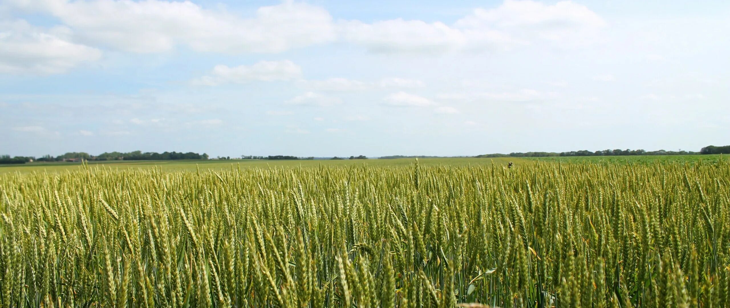 Крым пшеничное. 100 Гектар пшеницы. Поле Кузнецк. Фото зимней деревенской степи.