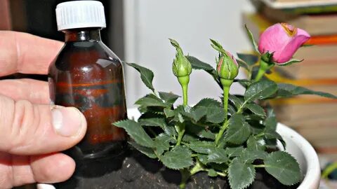 Сколько поливать домашнюю розу