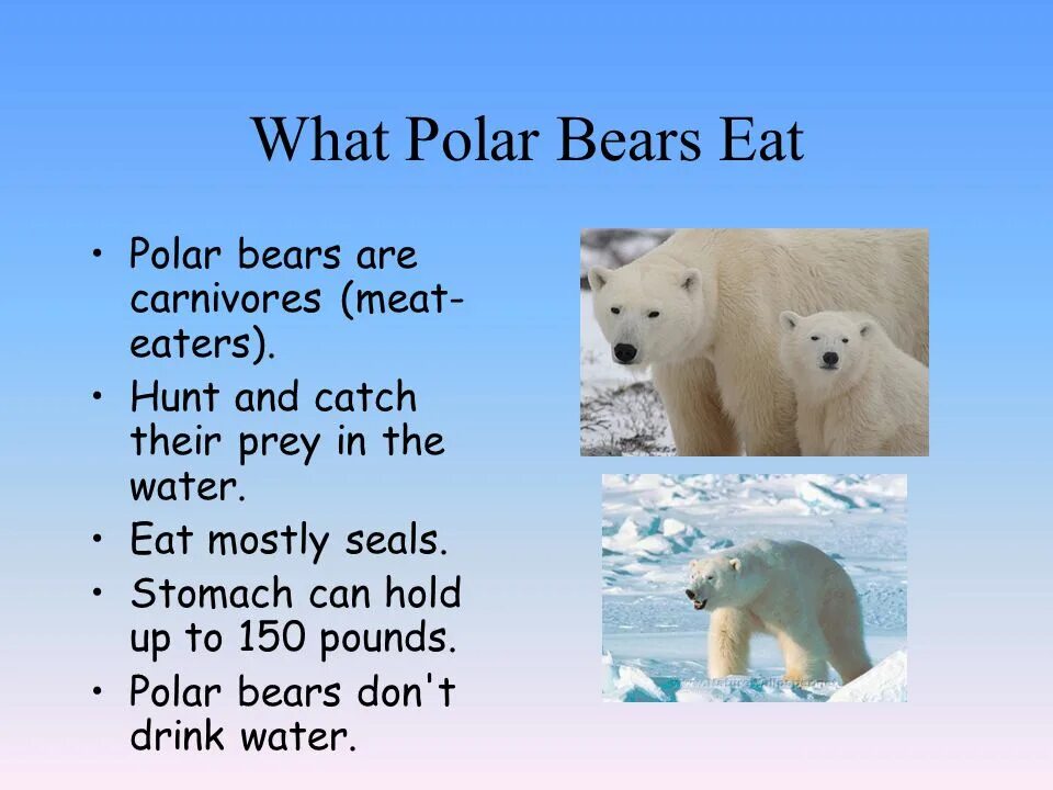 Bears на русский язык. Bears на русский язык. Бурый медведь инфографика. О полярном медведе на английском языке. Описание животного на англ.