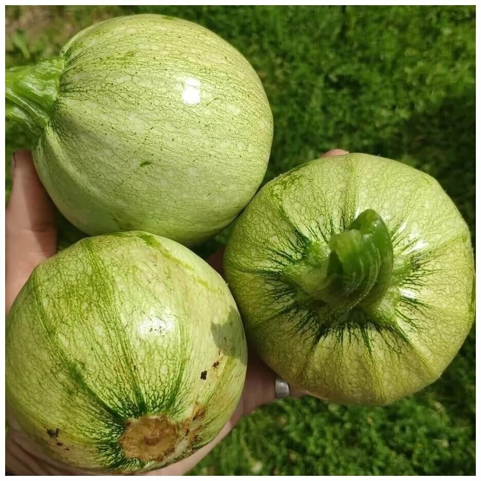Цуккини круглый - "Ronde De Nice Squash", вкусный и необычный