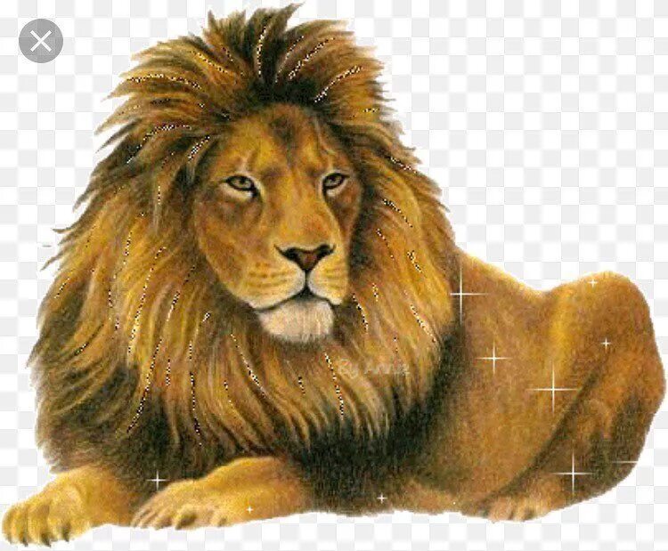Лев фото. Анимашки лев. Анимационный лев. Анимация львов. Лев на прозрачном фоне.