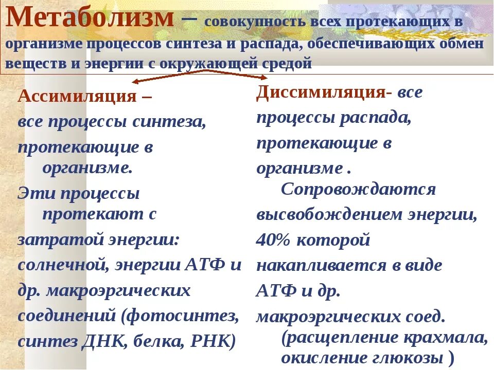 Метаболизм это в биологии. Метаболизм биология 9 класс. Основной обмен это в биологии. Метаболизм определение биология.