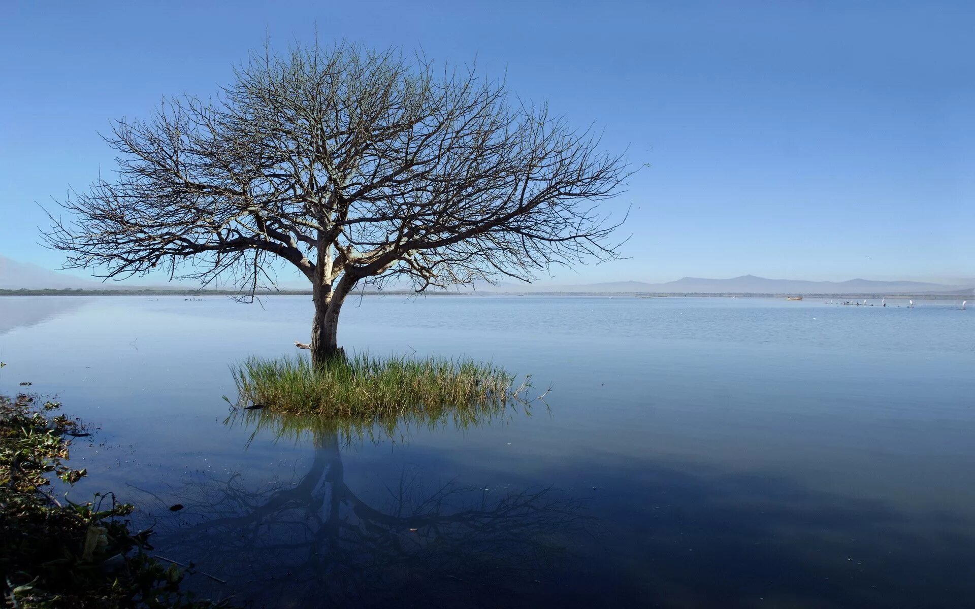 Trees lake