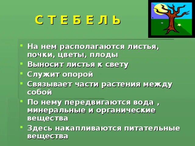 Страница выносить. Таблица по биологии вынос листьев к свету. Какой из органов выносит листья растения к свету.