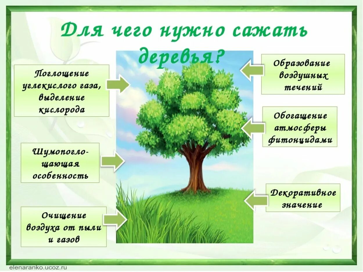 Что из него будет кем вырастет спрашиваем. Польза деревьев. Деревья очищают воздух. Жлятчего нцдны деревья. Деревья выделяют кислород.