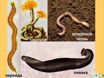 Виды земляных червей
