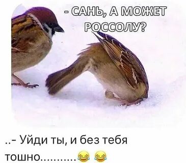 Лета не было воробьи