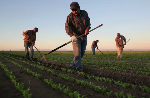 Farm job