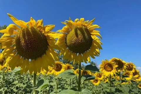 Сексуалдық анимация жасайтын адамдар