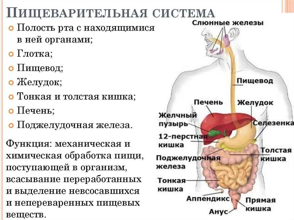 Характеристика органа человека. Строение органов пищеварительной системы человека. Схема органов пищеварительной системы человека функции. Общий план строения пищеварительной системы человека анатомия. Функции отделов пищеварительной системы кратко.