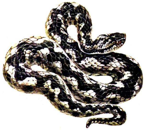 Щитомордник. Семейство «Гадюковые» (Viperidae). Переднебороздчатые змеи. Тигровый уж.