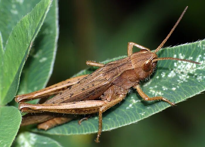 отряды таракановые прямокрылые уховертки поденки