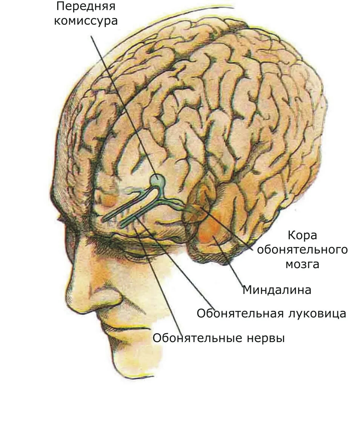 Обонятельная зона находится