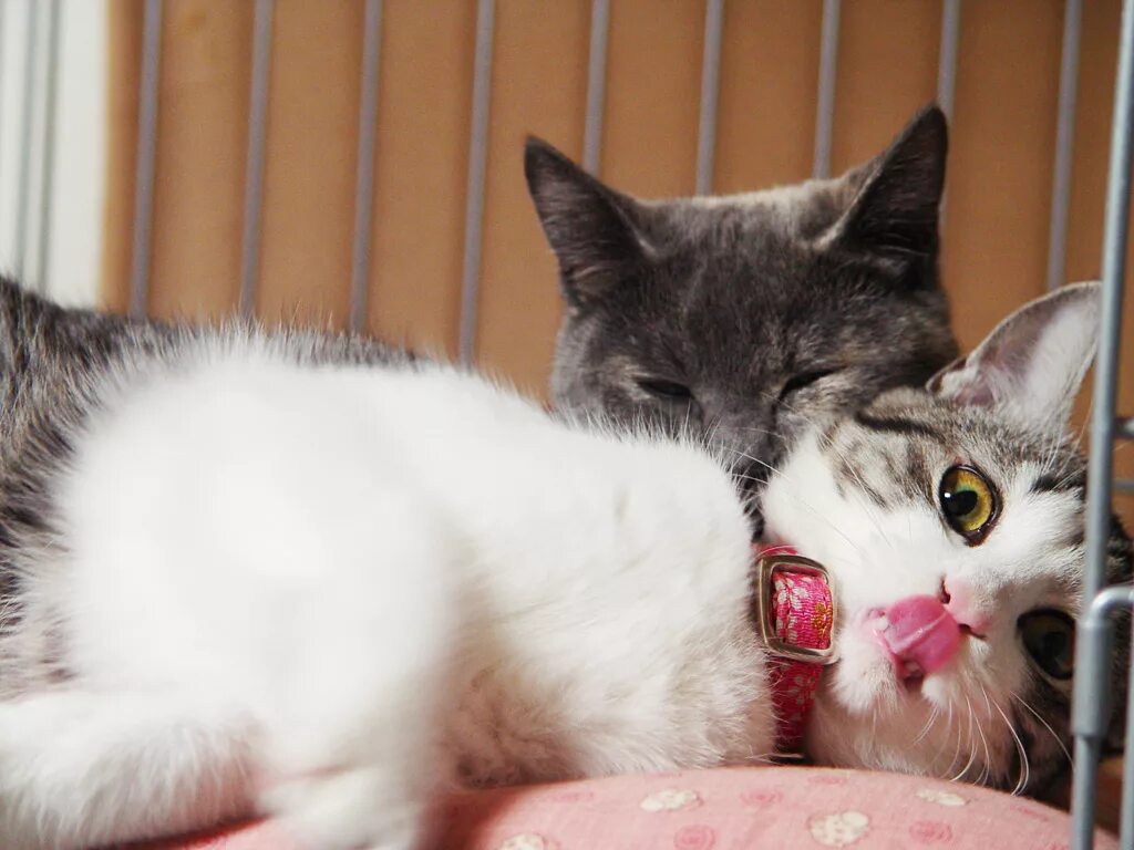 коты тоже любят