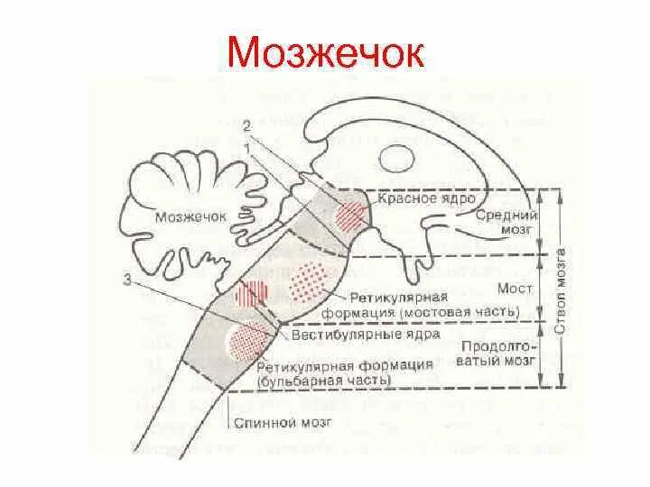 Мост рефлексы. Познотонические рефлексы продолговатого мозга. Рефлексы моста в головном мозге. Сложные цепные рефлексы ствола мозга. Варолиев мост рефлексы.