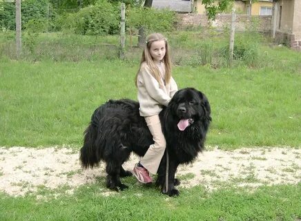 Dog rides