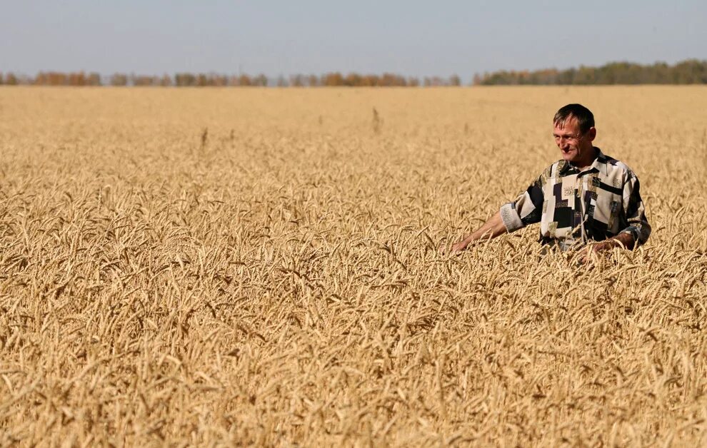 Группа людей в поле. Пшеничное поле человек. Человек в поле. Пшеница и человек. Фотосессия в пшеничном поле.