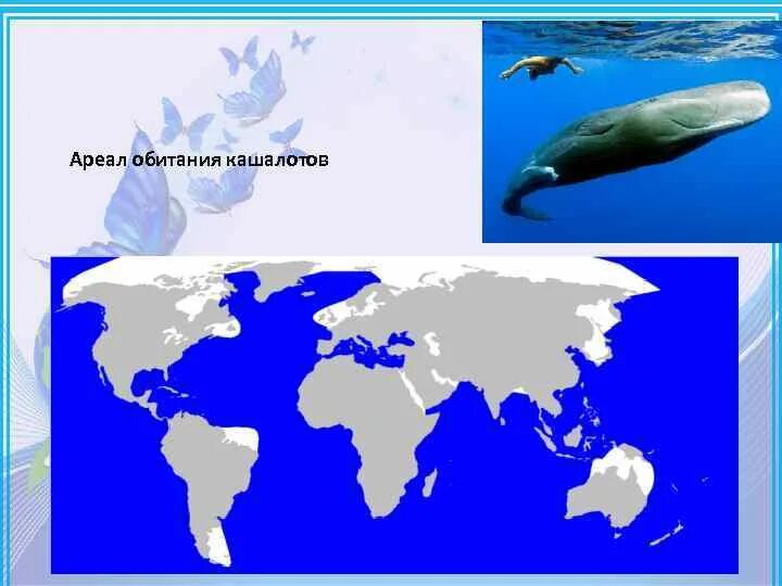 Карта кашалот. Кит Горбач ареал обитания. Ареал обитания кашалотов. Серый кит ареал обитания. Синий кит ареал обитания.