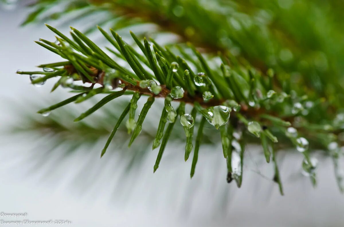 елочки иголочки тверь пролетарка