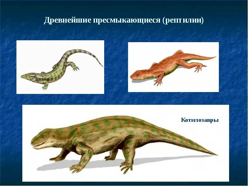 Рептилии котилозавры. Котилозавры Пермского периода. Древние пресмыкающиеся котилозавры. Котилозавры каменноугольный период.