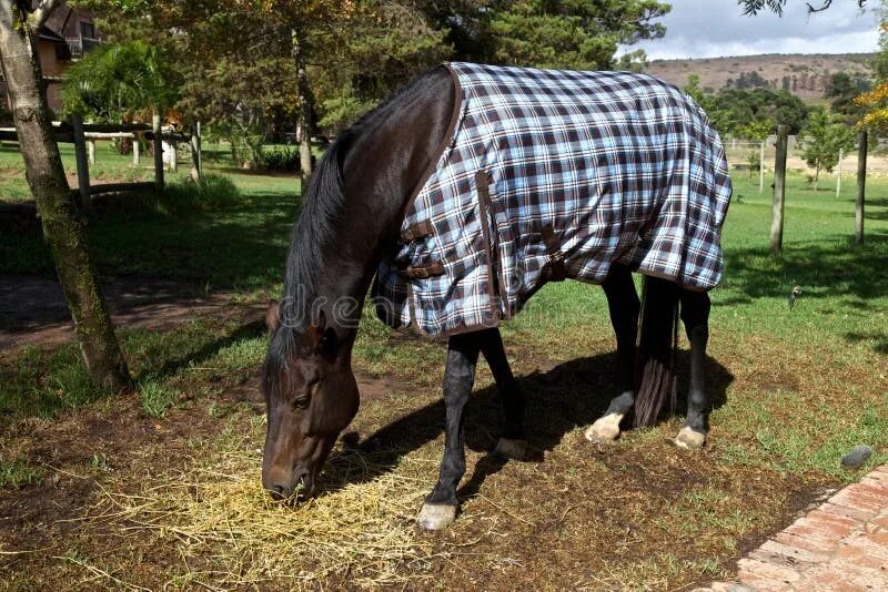 @ером 🦂:horse blanket girf каму лен. @miton13406948:horse blanket girf каму лен. Бандаж для лошади. Horse blanket horse. Четверть лошади.