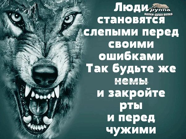 Книга человек человеку волк. Душа волка. Волки душа волка. Статусы с волками. Люди и волки цитаты.