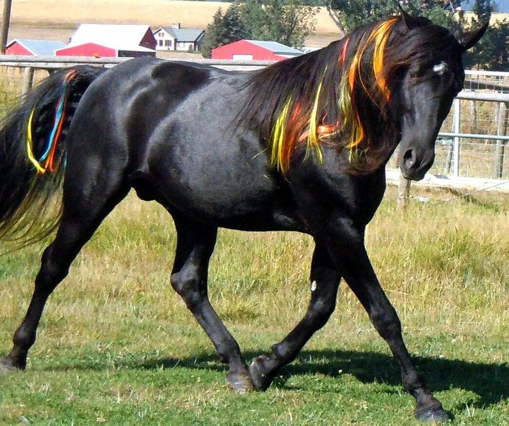 Horse hair. Фриз гнедой масти. Фризская лошадь гнедая. Андалузская лошадь гнедая. Фризская лошадь масти.