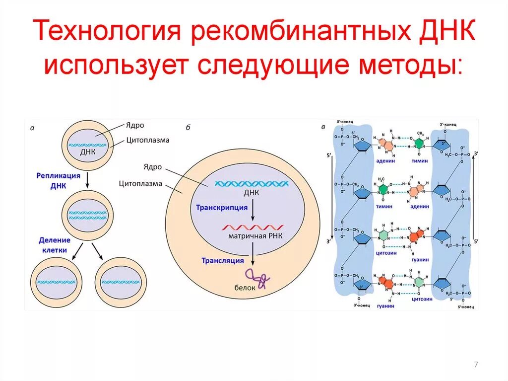 Процесс разрезания молекулы днк с помощью ферментов. Метод рекомбинантных ДНК схема. Конструирование рекомбинантных молекул ДНК. Этапы технологии рекомбинантной ДНК. Схема получения рекомбинантных белков.