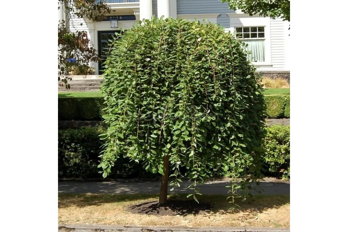 Salix caprea 'Kilmarnock' syn. Salix caprea 'Pendula', Salix caprea var. pendula