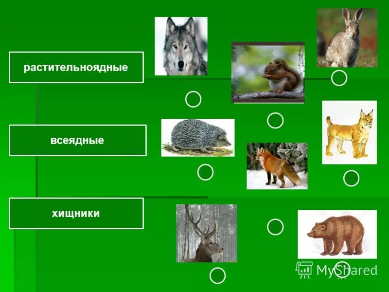 Лисы всеядные или плотоядные