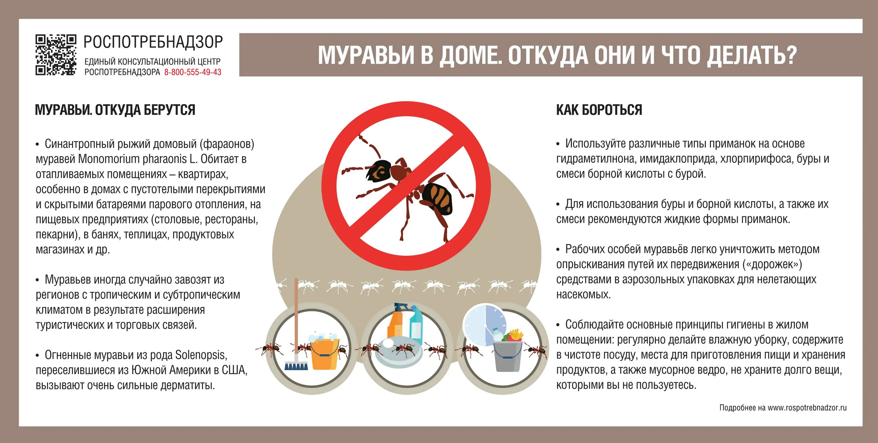 Как избавиться муравьев в доме быстро. Откуда берутся муравьи в доме. откуда берутся муравьи в квартире. домашние муравьи откуда берутся. муравьи инфографика.