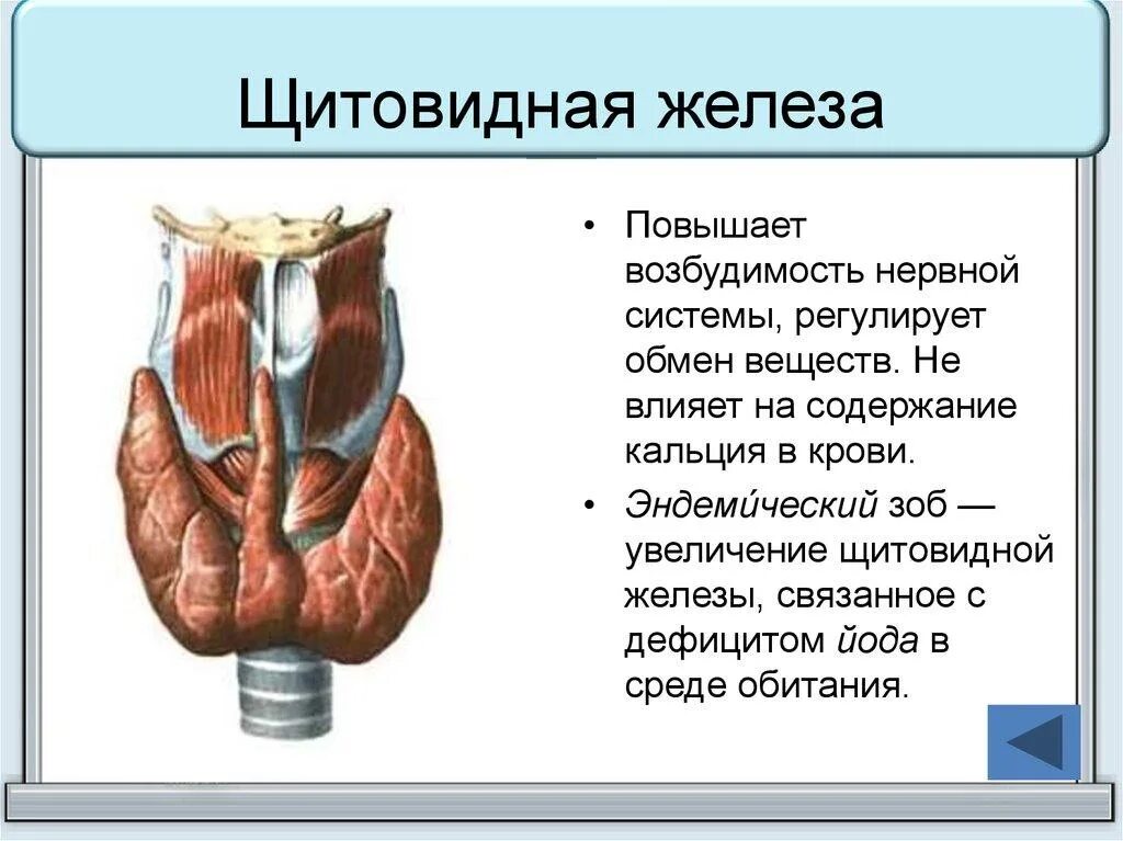 Эндокринная система эндемический зоб. Эндемичечкий зо. Диффузного эутиреоидного зоба. Дмффузный токсический зо. 5 степеней увеличения щж.
