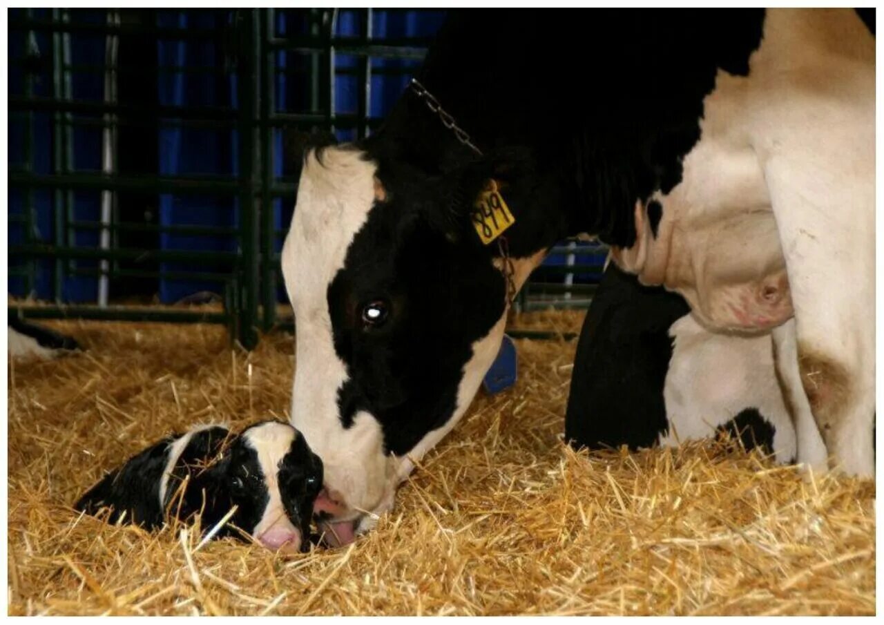 Телята после рождения. Родовспоможение у коров.