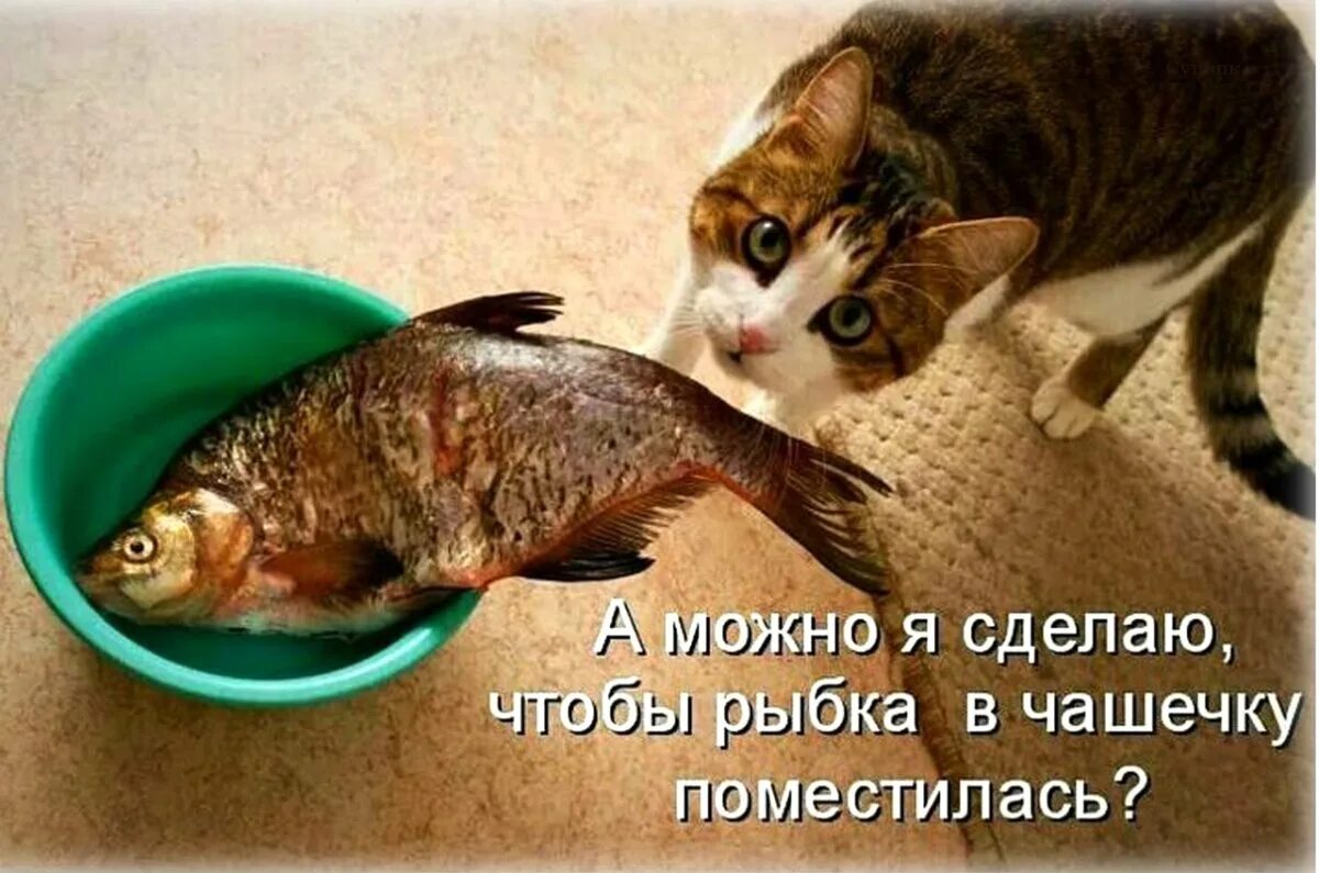 Смешные фото с надписями. Рыжий кот и рыба. Кот стащил рыбу. Приколы с животными с надписями. Котенок и большая рыба.