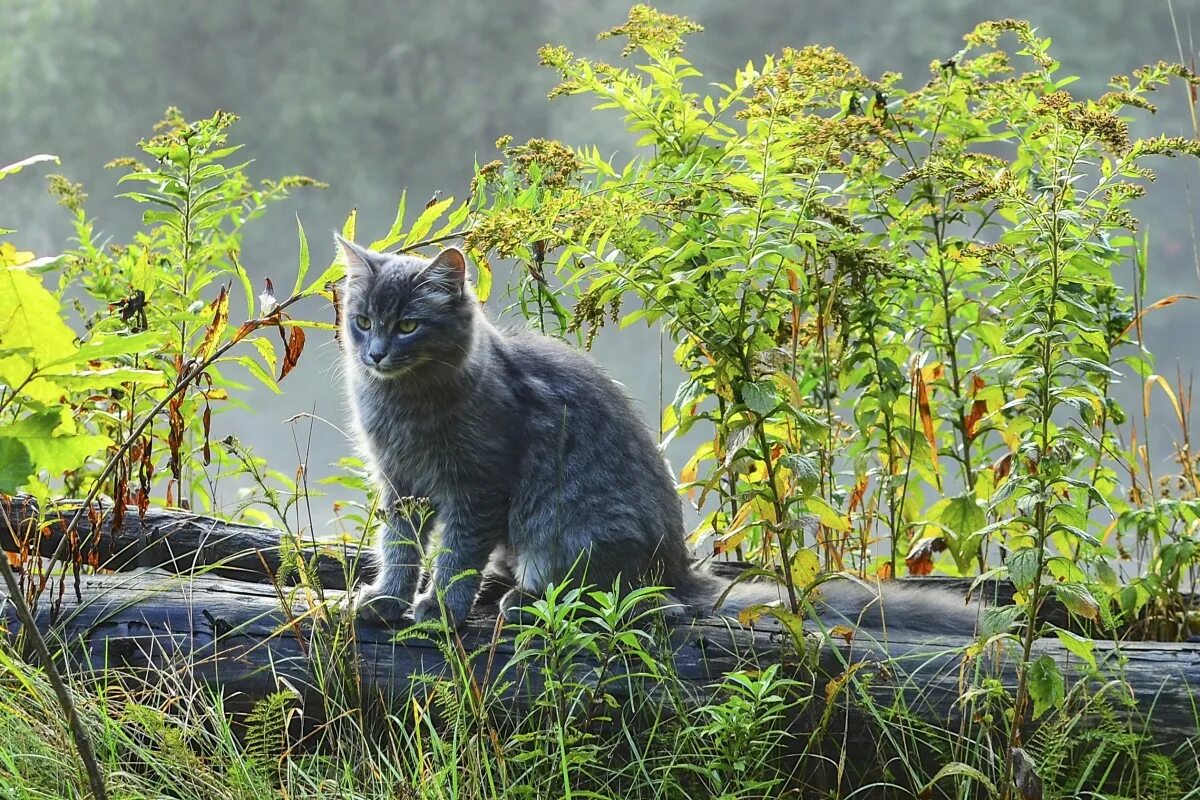 Кошка на природе. Кошка серая. Кошка в лесу. Дикие кошки в природе. Кошки в озерах