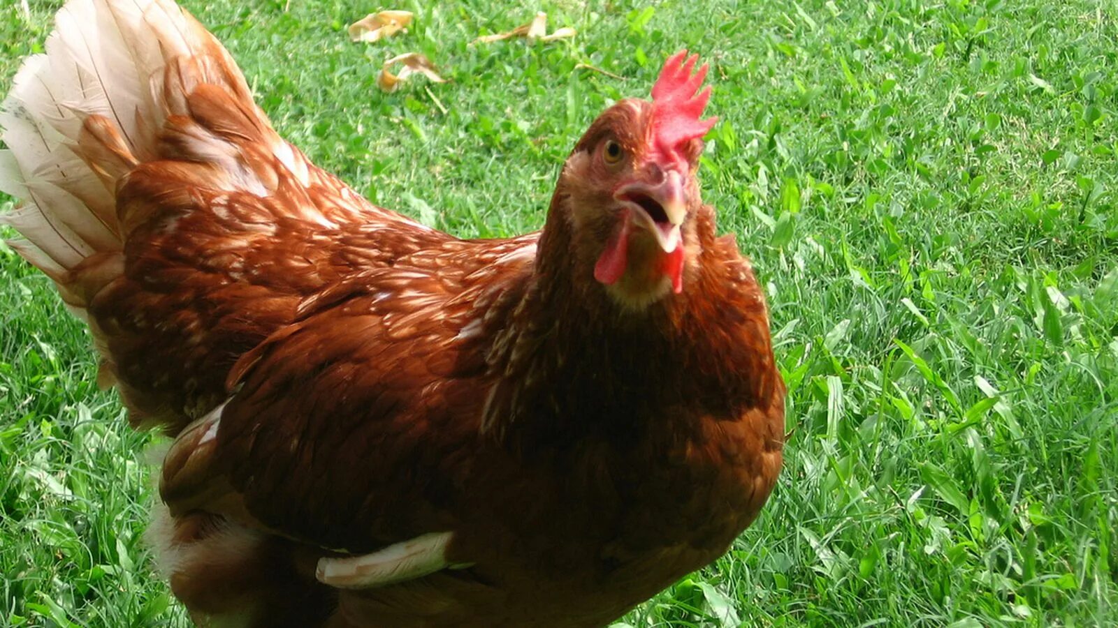 курица живет дома. дом для цыплят. курица видео. живая курица в квартире. курица живет дома.