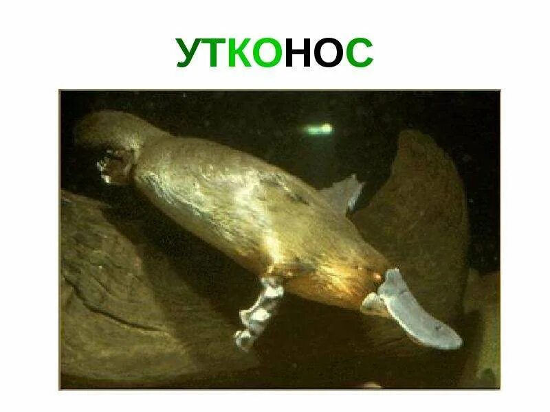 Утконос информация. Утконос. рыба утконос. утконос фото. утконос под водой.