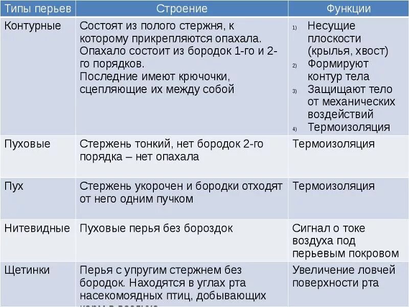 Таблица птицы 7 класс биология строение. Виды перьев и их функции. Типы перьев птиц таблица. Виды перьев у птиц таблица. Типы перьев их строение и функции.