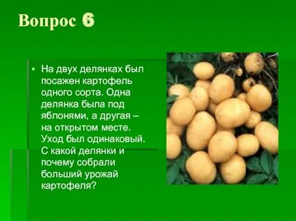 Почему клубень картофеля зеленеет