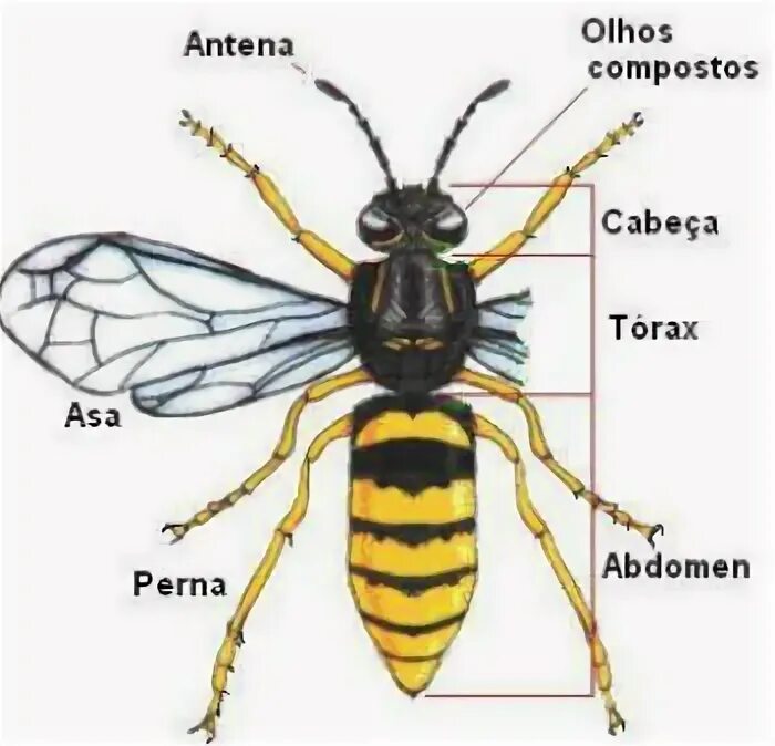 Насечки на теле насекомых. У кого длинное плоское тело насекомых. Structure of body insects. Окраска тела пчелы