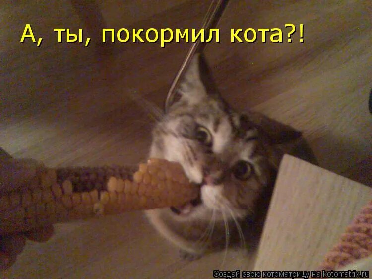 покорми мем. фотография с надписью накорми меня. ничего картинка смешная. еда для домашних животных в картинках для детей. кот покорми меня.
