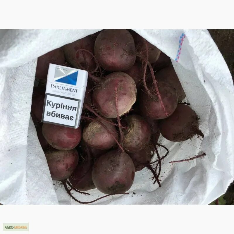 Свекла водан f1. Свекла крупная. Свекла опт. Свекла водан фото. Продается свекла.