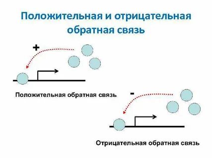 Механизмы положительной обратной связи