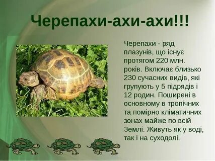 Тема черепаха