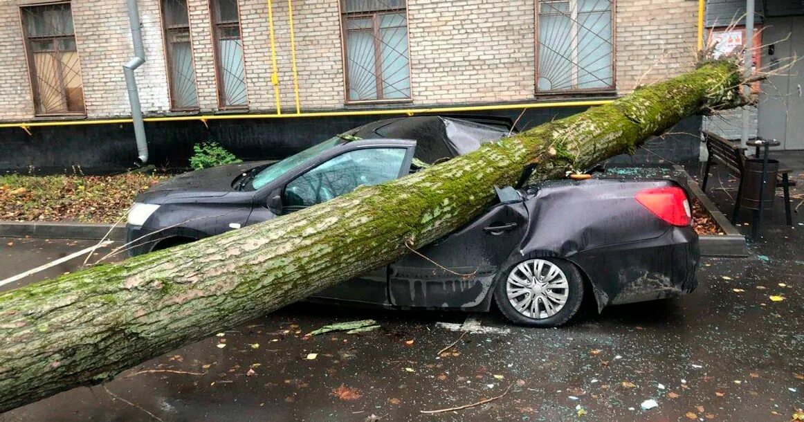 Поваленное дерево. Упавшее дерево. Дерево упало на машину в Москве.