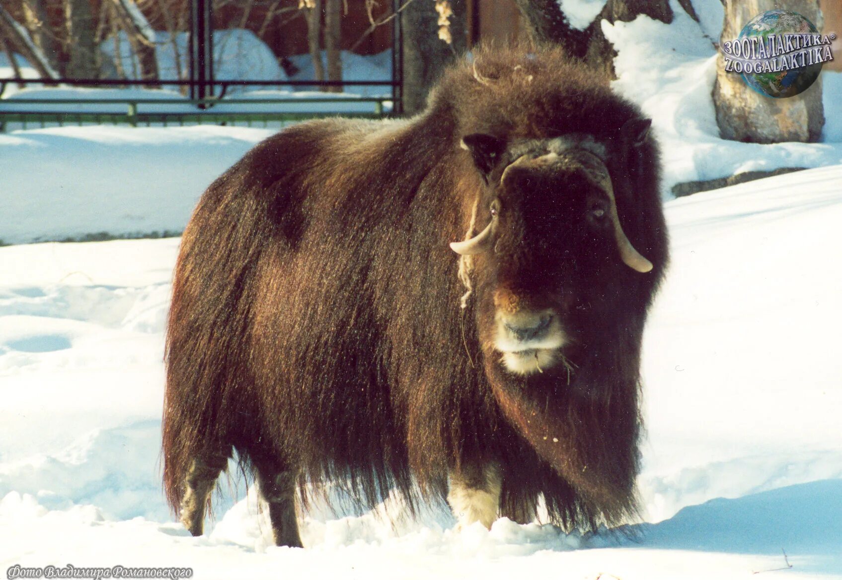 Овечья шерсть. Козья шерсть. Шерсть собаки. Шерсть овцебыка. Текстура шерсти.