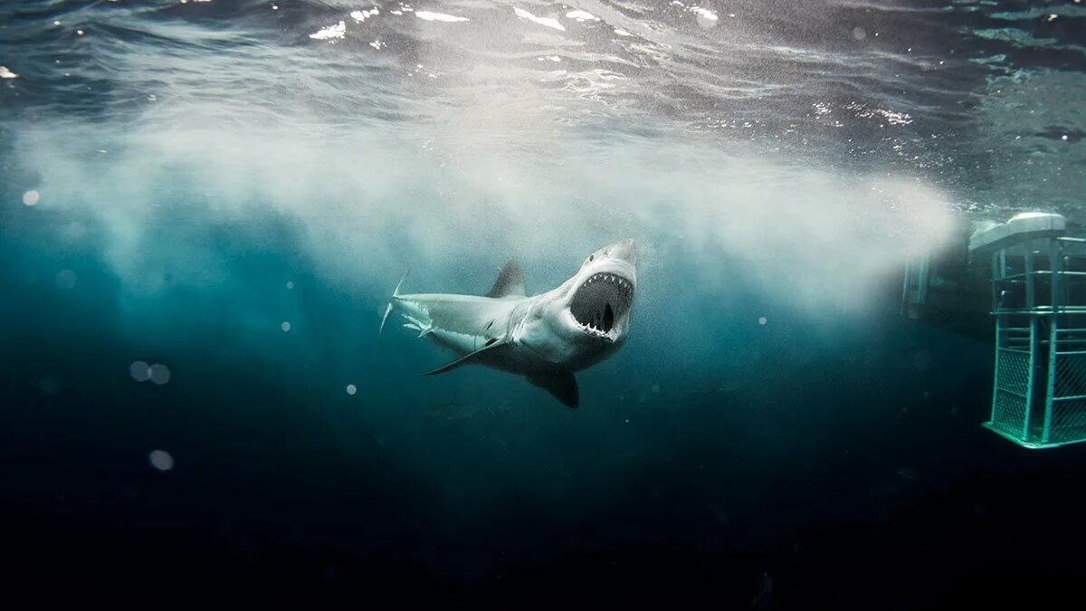 Акулы боятся пузырьков воздуха. Большая белая акула. Акула в воде. Акула под водой. Акула в волне.