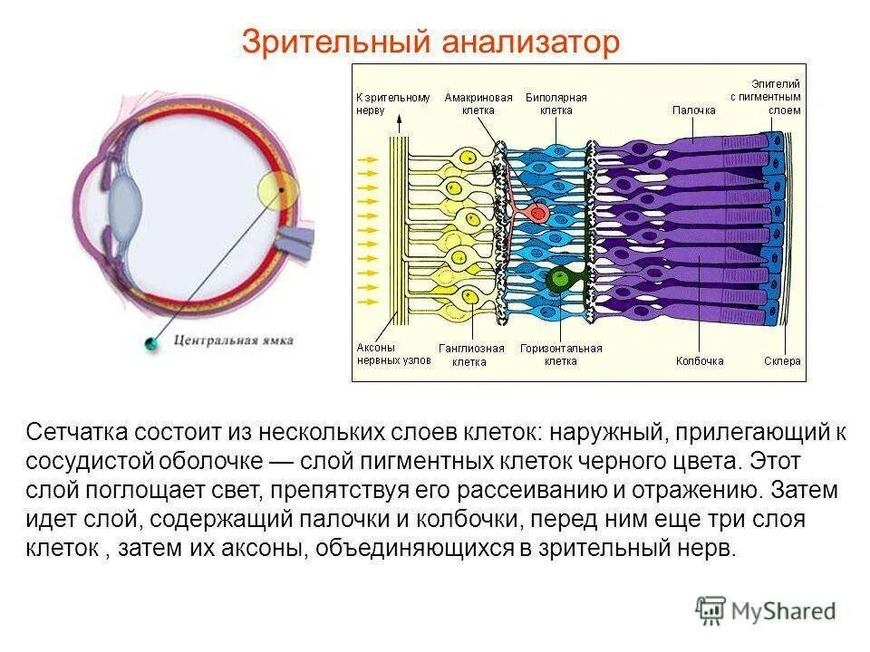 Колбочки глаза функции. Зрительный анализатор палочки и колбочки. Анализатор глаз строение колбочки палочки. Зрительный анализатор строение сетчатки. Строение сетчатки глаза слои.