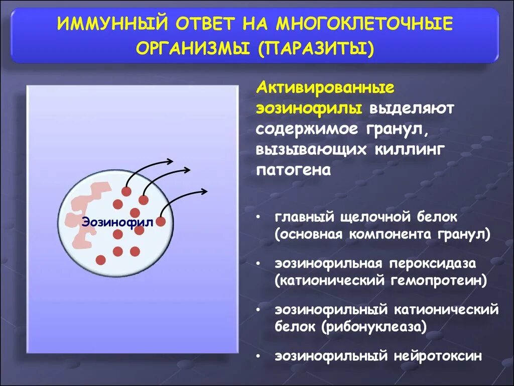 Эозинофилы содержимое гранул. Главный основной белок эозинофилов. Эозинофильный катионный белок. Катионный белок эозинофилов паразиты. Катионный белок эозинофилов повышен